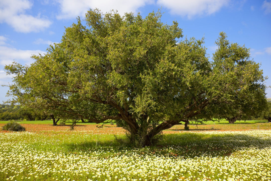 Argan tree in field with wild flowers | NoCo Apothecary