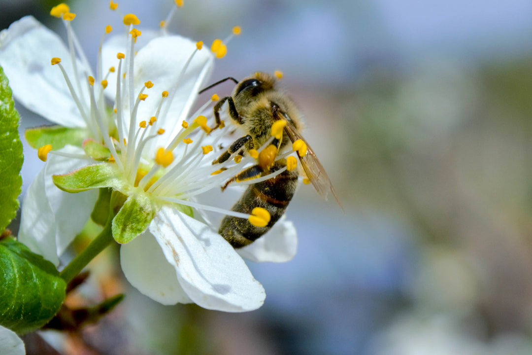 Close up picture of honey bee collecting pollen | NoCo Apothecary