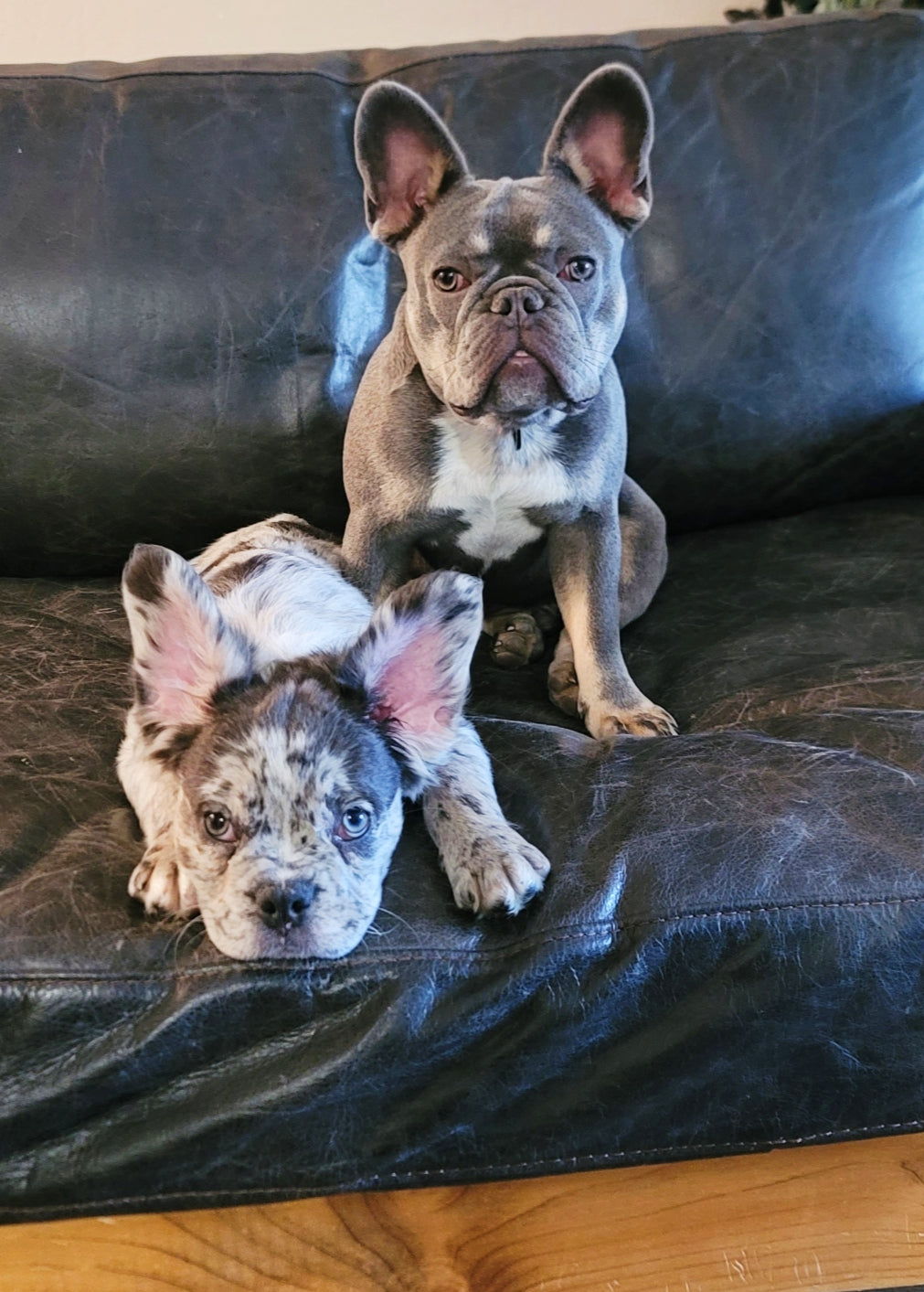 Henry & Hilda on couch | Frenchies | French Bulldog Accessories | Dog Snout Balm