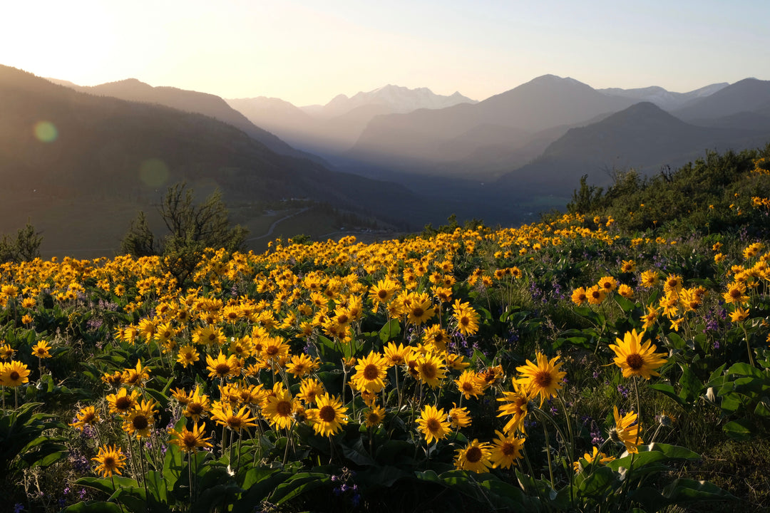 Arnica flower field in mountains | Muscle Balm | NoCo Apothecary